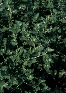 Atriplex rosea L. attēls