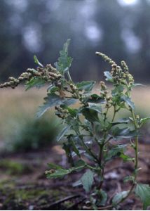 Atriplex tatarica L. attēls