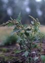 Atriplex tatarica L. attēls