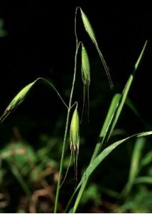 Avena fatua L. attēls