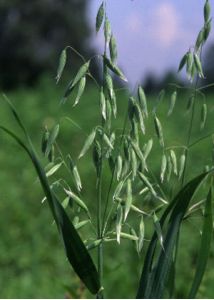 Avena sativa L. attēls