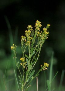 Barbarea stricta Andrz. attēls