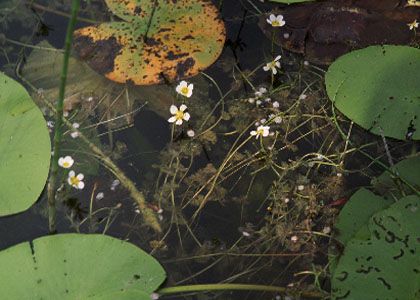 Batrachium circinatum (Sibth.) Spach attēls