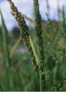 Beckmannia eruciformis (L.) Host attēls