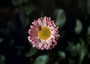 Bellis perennis L. attēls