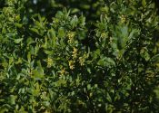 Berberis vulgaris L. attēls