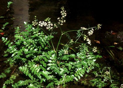 Berula erecta (Huds.) Coville attēls