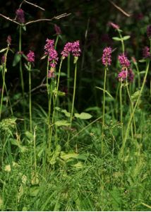 Betonica officinalis L. attēls