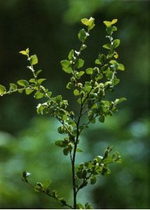 Betula humilis Schrank attēls