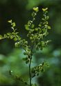 Betula humilis Schrank attēls