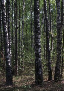 Betula pendula Roth attēls