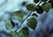 Betula pubescens Ehrh. attēls