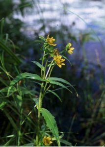 Bidens cernua L. attēls