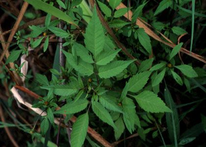 Bidens frondosa L. attēls