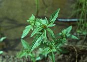 Bidens tripartita L. attēls