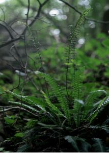 Blechnum spicant (L.) Roth attēls