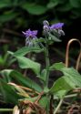 Borago officinalis L. attēls