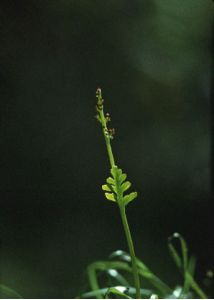 Botrychium matricariifolium A.Braun ex W.D.J.Koch attēls