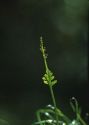 Botrychium matricariifolium A.Braun ex W.D.J.Koch attēls