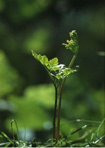 Botrychium multifidum (S.G.Gmel.) Rupr. attēls