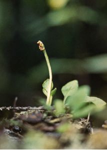 Botrychium simplex E.Hitchc. attēls