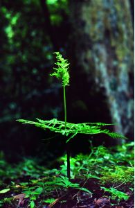 Botrychium virginianum (L.) Sw. attēls