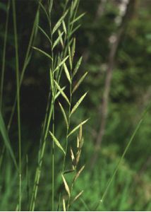 Brachypodium pinnatum (L.) P.Beauv. attēls