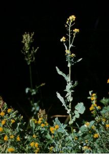 Brassica campestris L. attēls