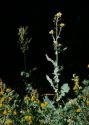 Brassica campestris L. attēls