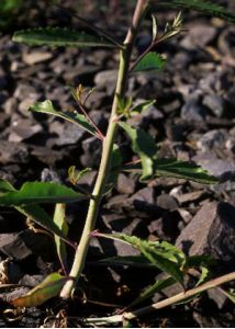 Brassica elongata Ehrh. attēls