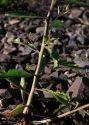 Brassica elongata Ehrh. attēls