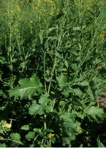 Brassica juncea (L.) Czern. attēls
