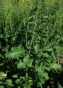 Brassica juncea (L.) Czern. attēls