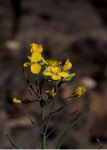 Brassica napus L. s.l. attēls