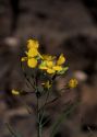 Brassica napus L. s.l. attēls