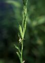 Brassica nigra (L.) W.D.J.Koch attēls
