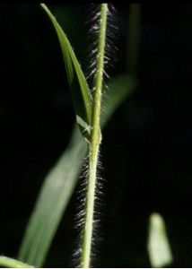 Bromopsis ramosa (Huds.) Holub attēls