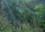 Bromus arvensis L. attēls