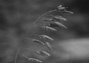 Bromus briziformis Fisch. et C.A.Mey. attēls