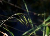 Bromus japonicus Thunb. attēls