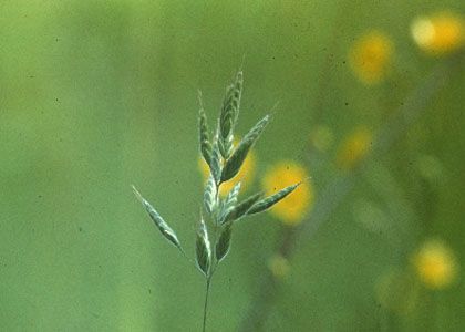 Bromus mollis L. attēls