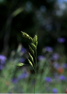 Bromus secalinus L. attēls