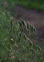 Bromus squarrosus L. attēls