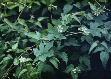 Bryonia alba L. attēls