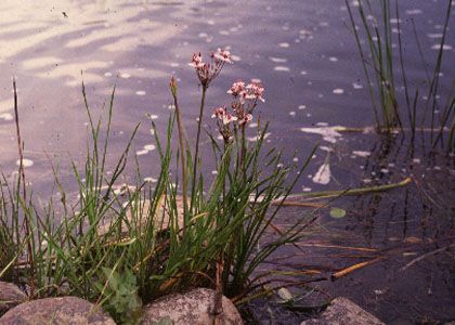 Butomus umbellatus L. attēls