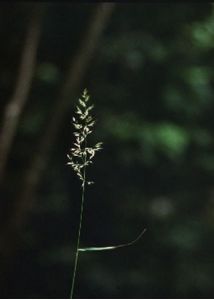 Calamagrostis arundinacea (L.) Roth attēls