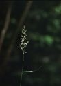 Calamagrostis arundinacea (L.) Roth attēls