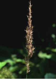 Calamagrostis canescens (Weber) Roth attēls
