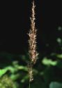 Calamagrostis canescens (Weber) Roth attēls