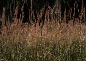 Calamagrostis epigeios (L.) Roth attēls